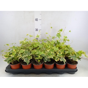 Hedera helix 'Goldchild'