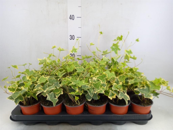 <h4>Hedera helix 'Goldchild'</h4>