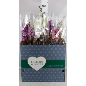 Phalaenopsis   ...mix