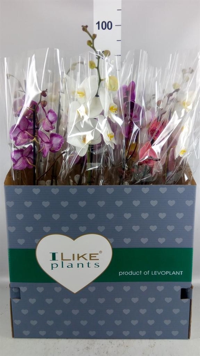 <h4>Phalaenopsis   ...mix</h4>