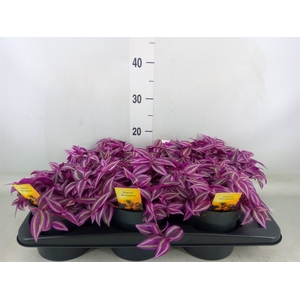 Tradescantia zebr. 'Pink Paradise'