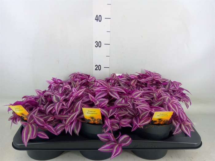 <h4>Tradescantia zebr. 'Pink Paradise'</h4>