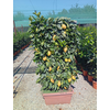 Citrus hystrix