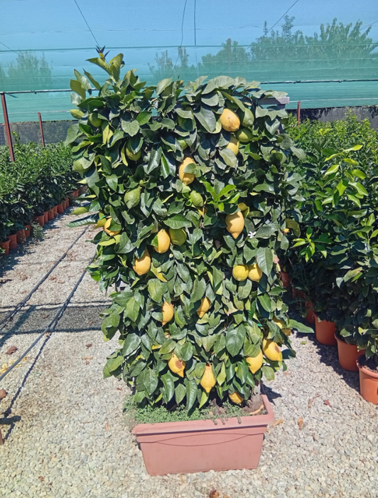 Citrus hystrix