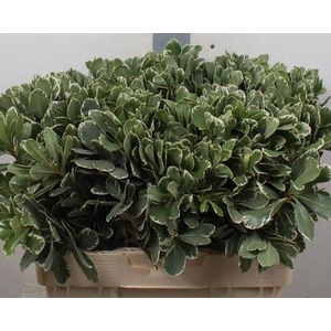 Pittosporum Ilan