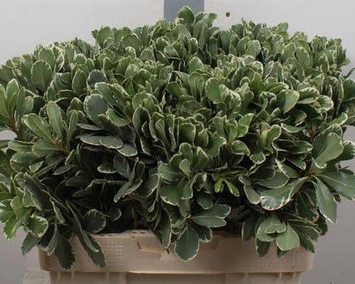 <h4>Pittosporum Ilan</h4>