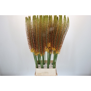 Eremurus Golden Cleopatra