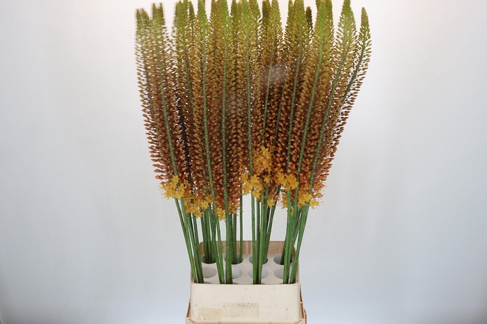 <h4>Eremurus Golden Cleopatra</h4>