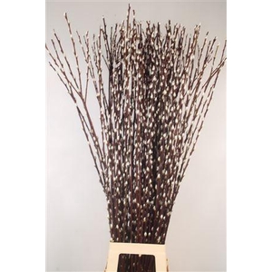 Salix Ca Snow Flake