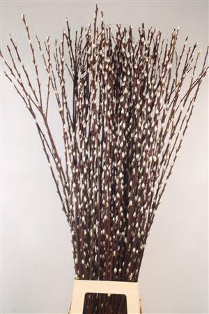 <h4>Salix Ca Snow Flake</h4>