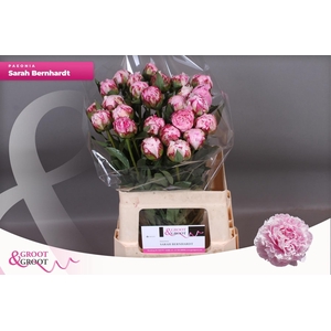 PAEO L SARA BERNHARD