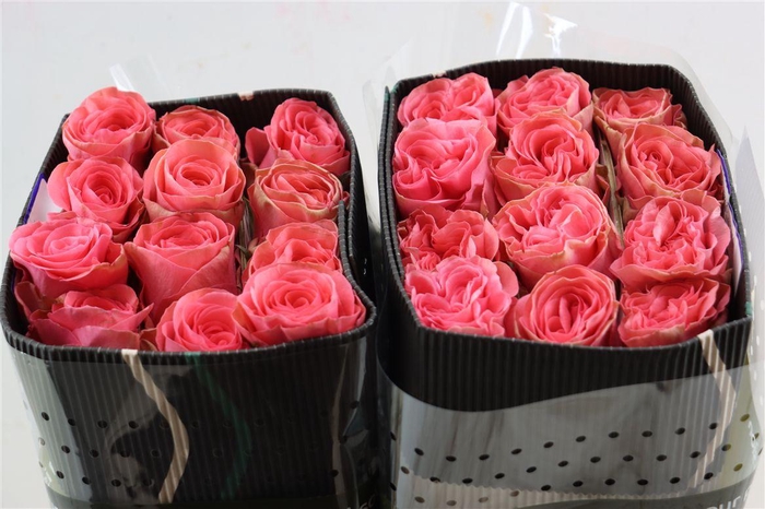 <h4>R Gr Carezza</h4>