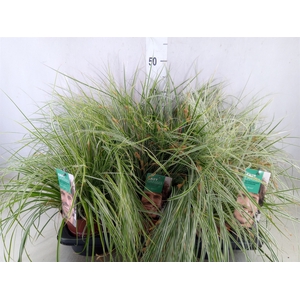 Carex oshimensis 'Everest'