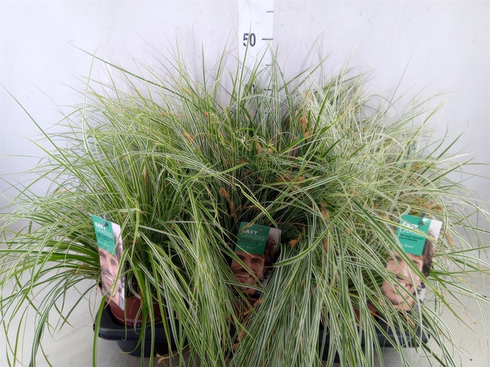 <h4>Carex oshimensis 'Everest'</h4>