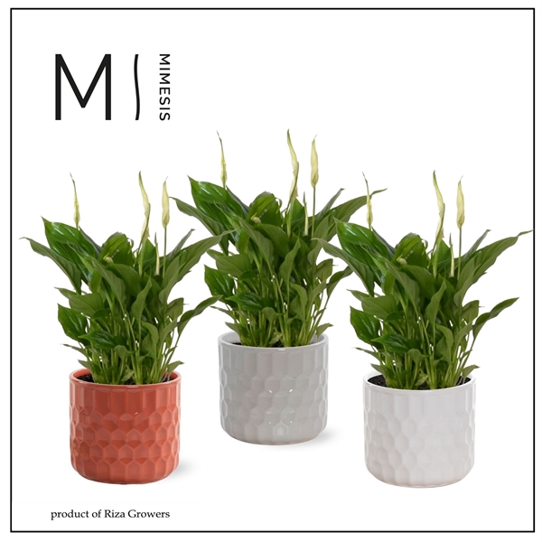 <h4>Spathiphyllum 10,5 cm Rondo in Katie - Stone Touch</h4>