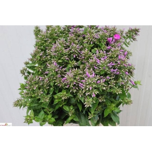 PHLOX P BLUE BOY