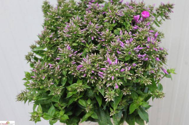 <h4>PHLOX P BLUE BOY</h4>
