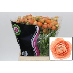 Ranunculus Elegance Salmon