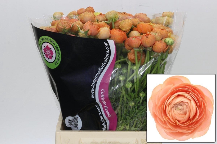 <h4>Ranunculus Elegance Salmon</h4>