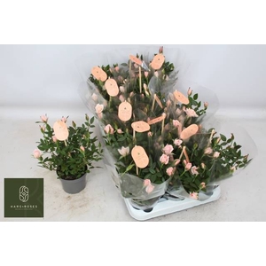 RO ROSAROMA PINK