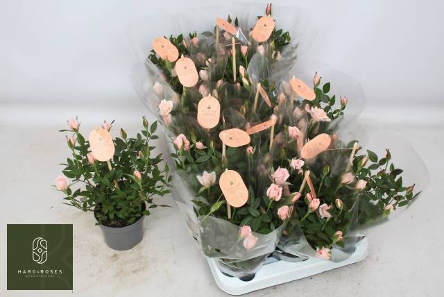 <h4>RO ROSAROMA PINK</h4>