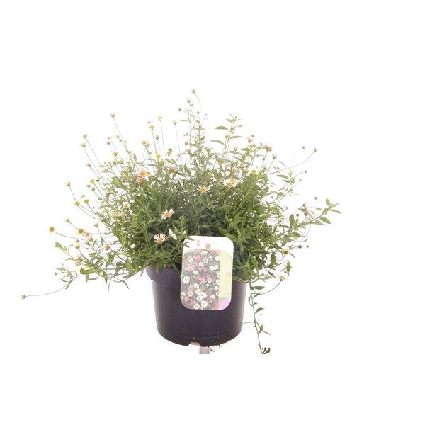 <h4>Erigeron karvinskianus Bl?tenmeer</h4>