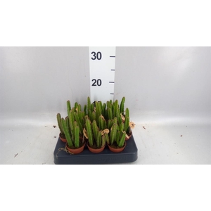 Stapelia leendertziae