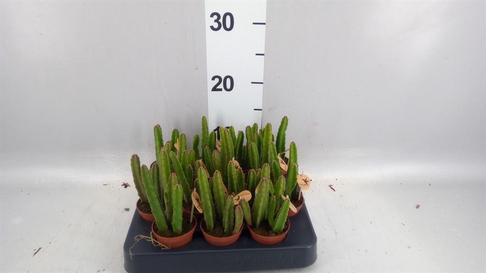 <h4>Stapelia leendertziae</h4>