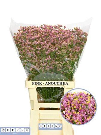 <h4>Lim Sin Blush Dia</h4>