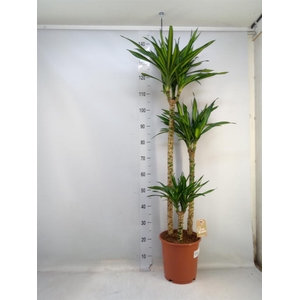 Dracaena frag. 'Riki'