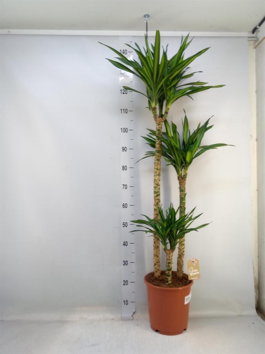 <h4>Dracaena frag. 'Riki'</h4>