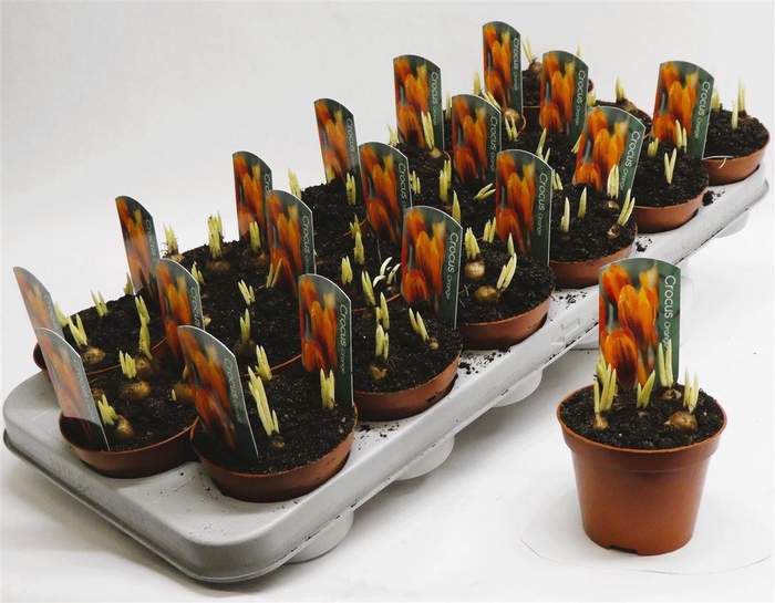 <h4>Crocus Orange Monarch</h4>