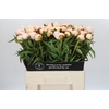 Paeonia Chiffon Parfait