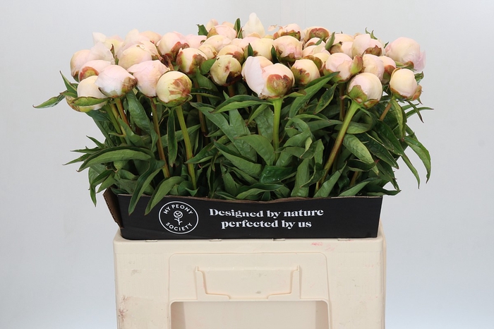 Paeonia Chiffon Parfait
