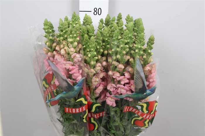 <h4>Antir Poto Pink</h4>