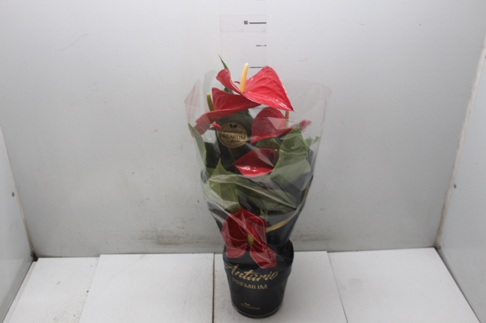 <h4>ANTHURIUM MICHIGAN P17 PREMIUM</h4>