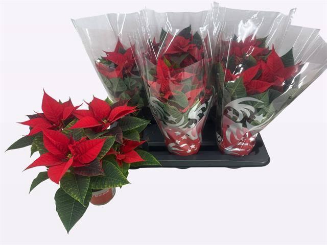 <h4>EUPHOR P FREYA</h4>