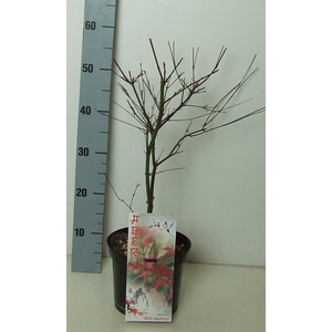 Acer palmatum 'Shin-deshojo' P19 Full CC