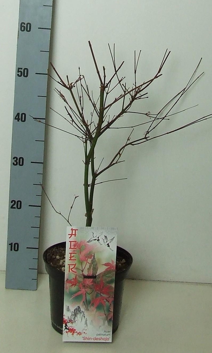 <h4>Acer palmatum 'Shin-deshojo' P19 Full CC</h4>
