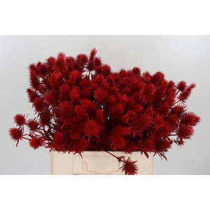 Eryn Supernova Kl Bh Rood