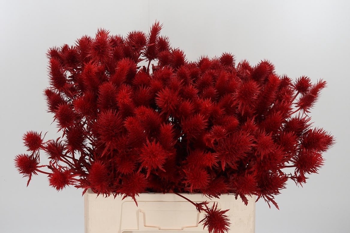 <h4>Eryn Supernova Kl Bh Rood</h4>
