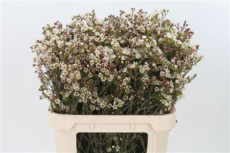 <h4>Chamelauc White Tal</h4>