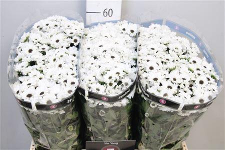 <h4>Chr S Yin Yang</h4>