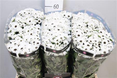 <h4>Chr S Yin Yang</h4>