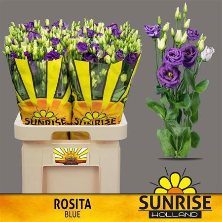 <h4>Eustoma russellianum gevuldbloemig 'Rosita Blue'</h4>