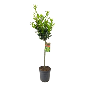 Laurus nobilis