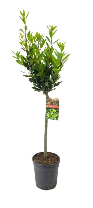 <h4>Laurus nobilis</h4>