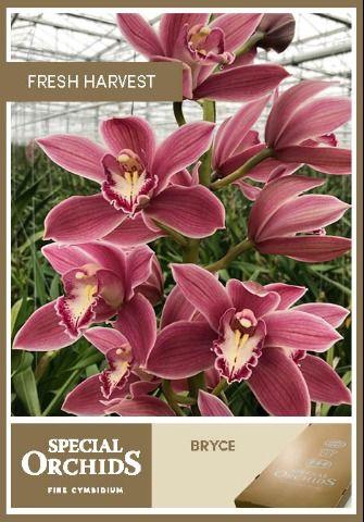 <h4>CYMB T BRYCE .</h4>