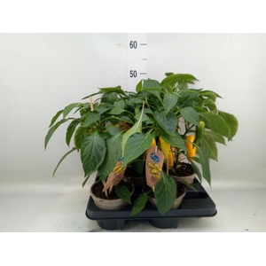 Capsicum annuum   ...paprika