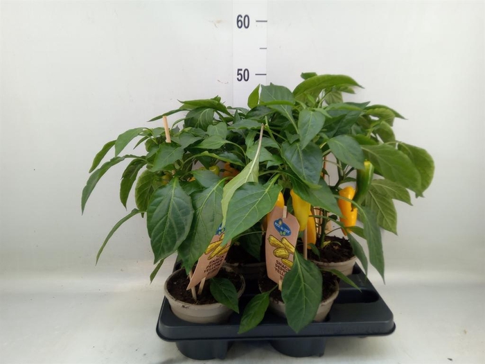 <h4>Capsicum annuum   ...paprika</h4>